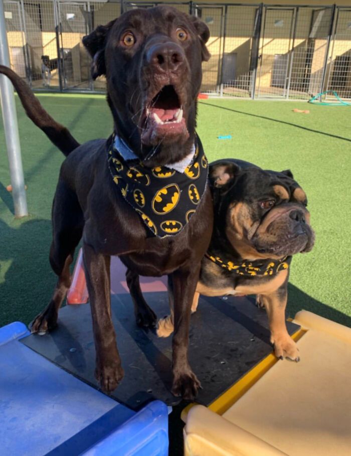 28 fotos de cães adoráveis desse grupo 22