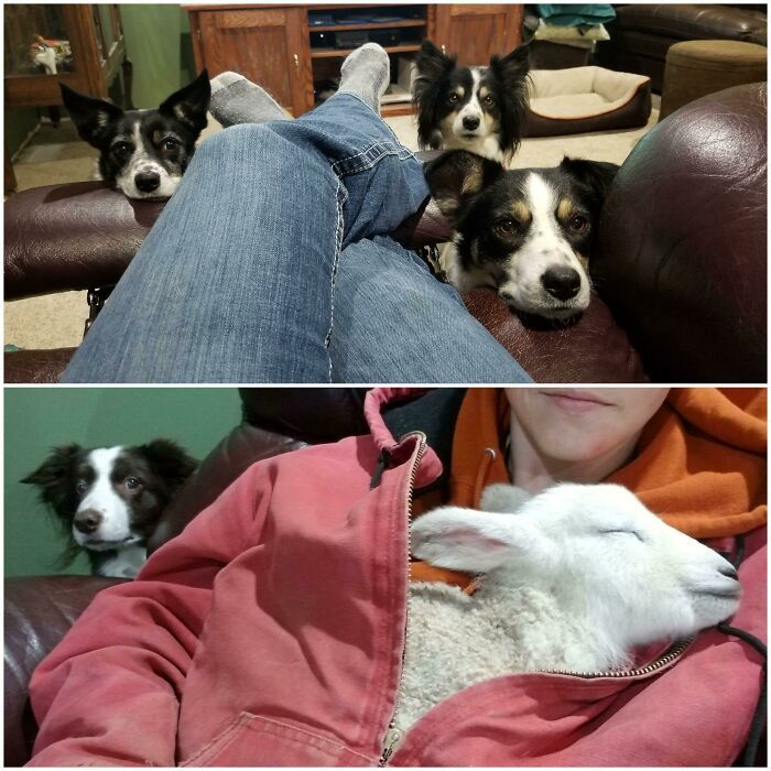 28 fotos de cães adoráveis desse grupo 23