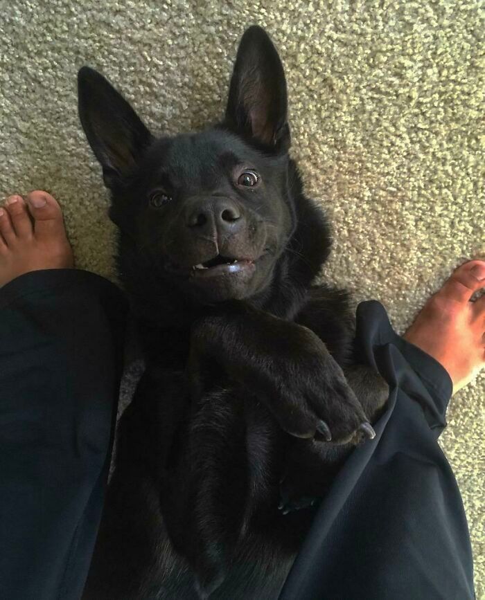 28 fotos de cães adoráveis desse grupo 25