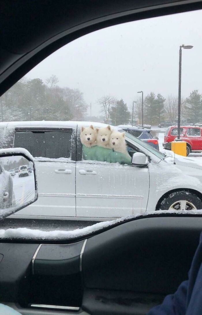 28 fotos de cães adoráveis desse grupo 26