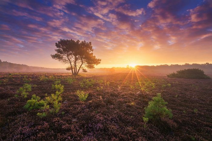 10 fotos de urze holandesas ao longo das estações por Albert Dros 3