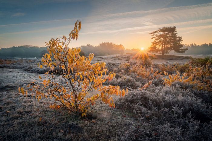 10 fotos de urze holandesas ao longo das estações por Albert Dros 7