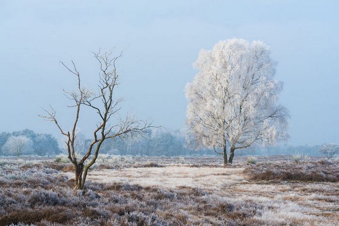 10 fotos de urze holandesas ao longo das estações por Albert Dros 9