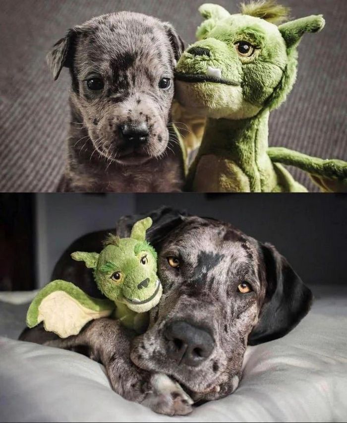 26 fotos emocionantes que certamente aquecerá seu coração 23