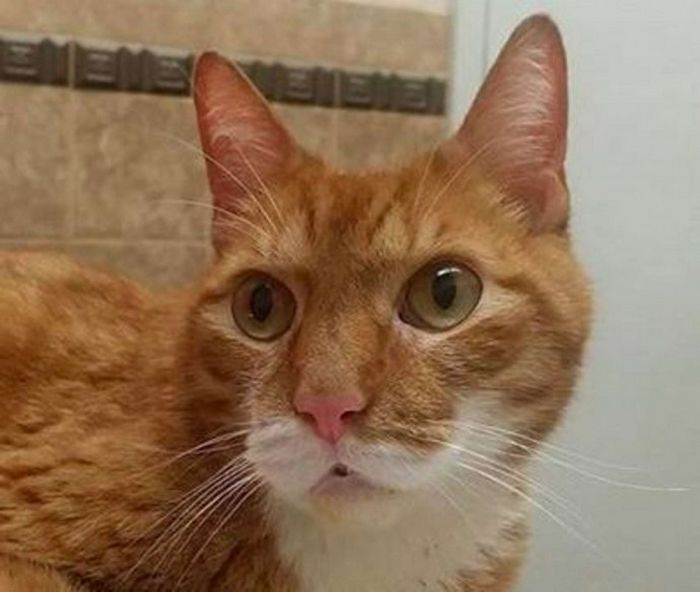 Gato se recusa a comer depois que o dono o abandonou por um novo sofá 2