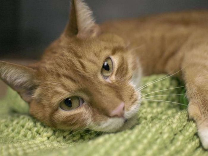 Gato se recusa a comer depois que o dono o abandonou por um novo sofá 4