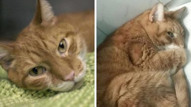 Gato se recusa a comer depois que o dono o abandonou por um novo sofá 9