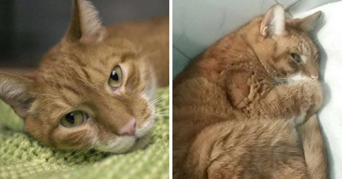 Gato se recusa a comer depois que o dono o abandonou por um novo sofá 1