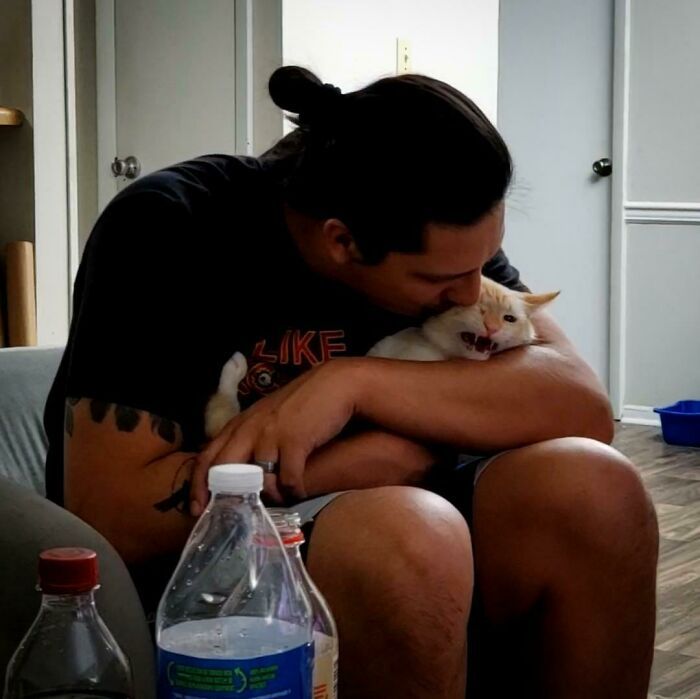 26 melhores fotos de gatos miando, uma arte que só eles sabe fazer 3