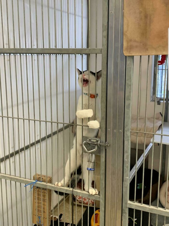 26 melhores fotos de gatos miando, uma arte que só eles sabe fazer 7