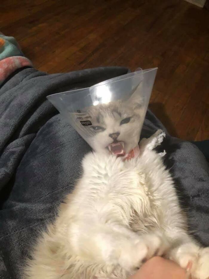 26 melhores fotos de gatos miando, uma arte que só eles sabe fazer 14