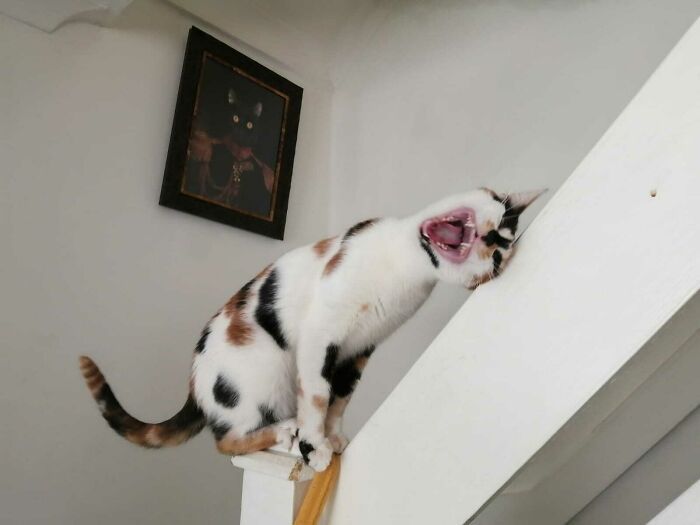 26 melhores fotos de gatos miando, uma arte que só eles sabe fazer 15