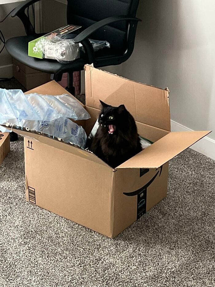 26 melhores fotos de gatos miando, uma arte que só eles sabe fazer 16