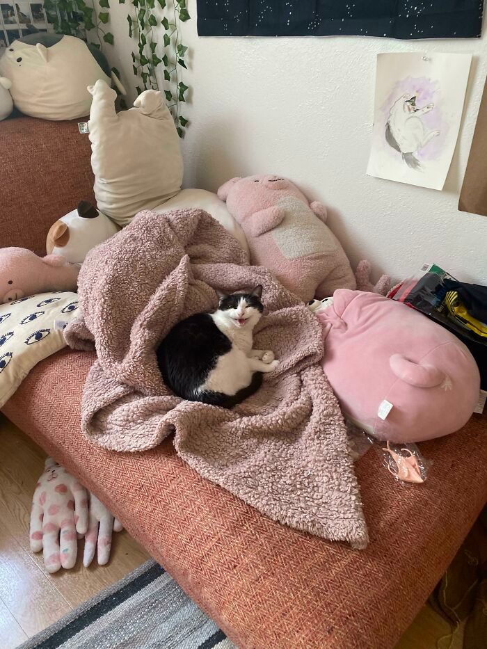 26 melhores fotos de gatos miando, uma arte que só eles sabe fazer 17