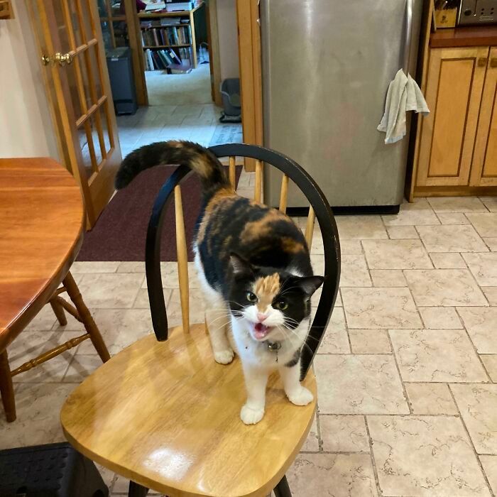 26 melhores fotos de gatos miando, uma arte que só eles sabe fazer 18