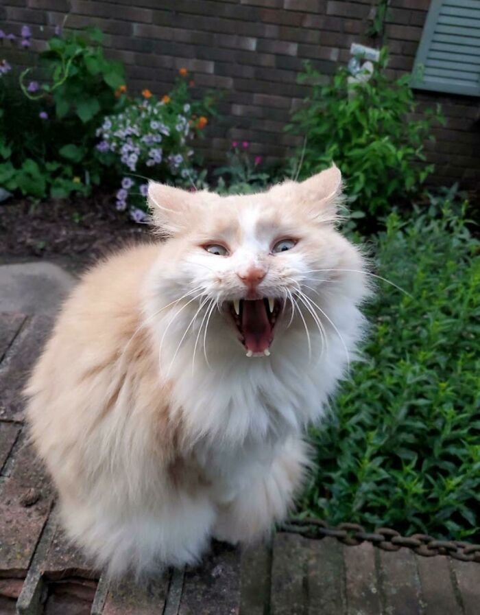 26 melhores fotos de gatos miando, uma arte que só eles sabe fazer 19