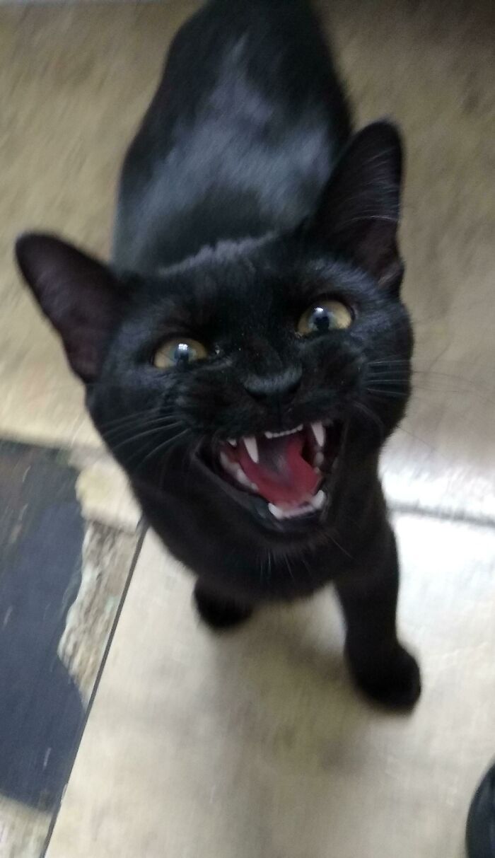 26 melhores fotos de gatos miando, uma arte que só eles sabe fazer 21