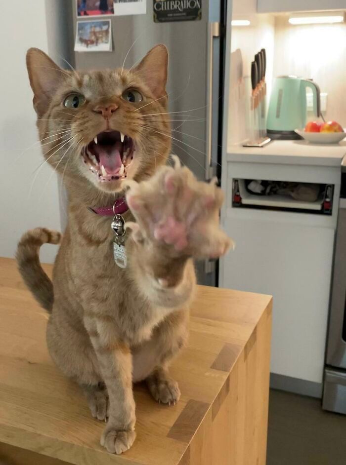 26 melhores fotos de gatos miando, uma arte que só eles sabe fazer 22