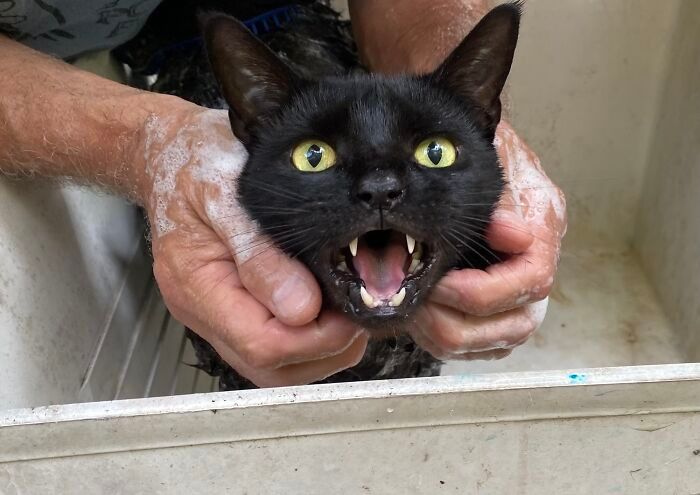 26 melhores fotos de gatos miando, uma arte que só eles sabe fazer 23