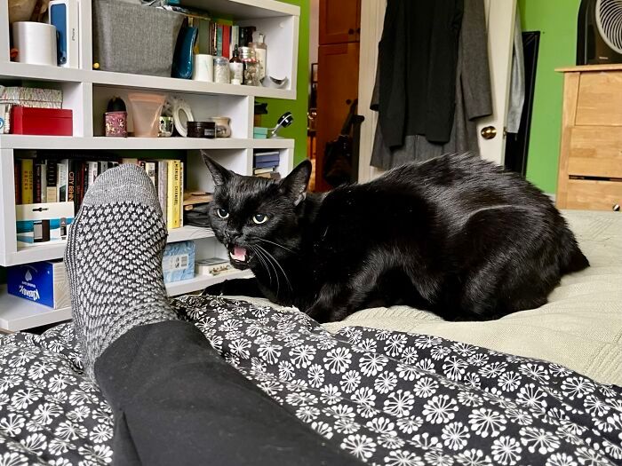 26 melhores fotos de gatos miando, uma arte que só eles sabe fazer 24