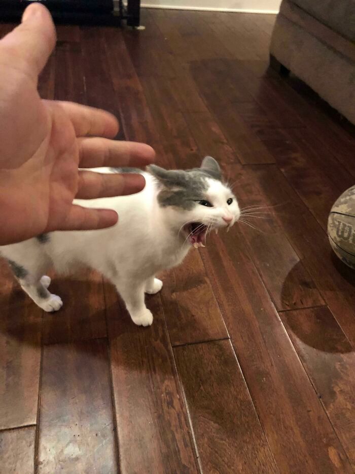 26 melhores fotos de gatos miando, uma arte que só eles sabe fazer 25