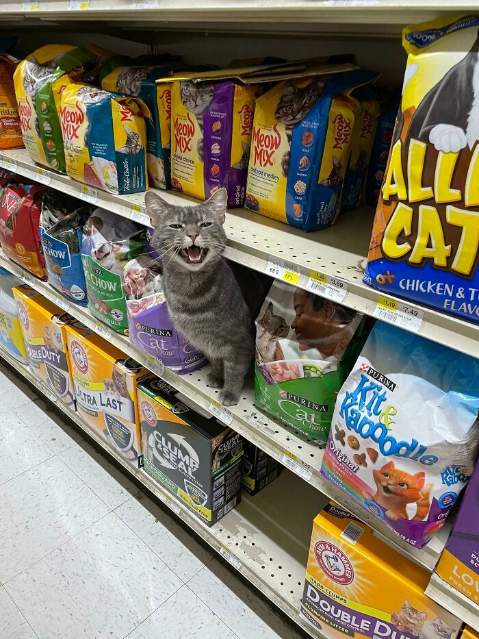 26 melhores fotos de gatos miando, uma arte que só eles sabe fazer 26