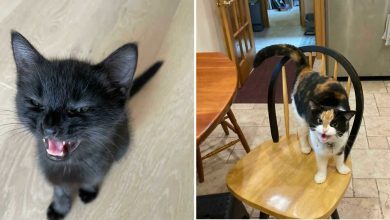 26 melhores fotos de gatos miando, uma arte que só eles sabe fazer 51