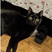 O dia que achei que Gigi tinha morrido