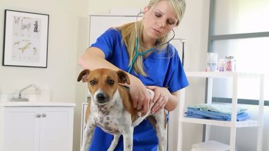 35 animais heróis que salvaram vidas humanas 6