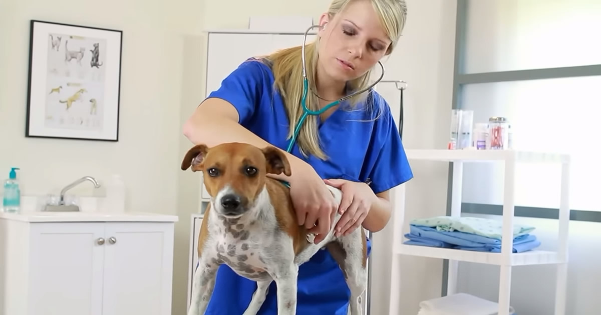 35 animais heróis que salvaram vidas humanas
