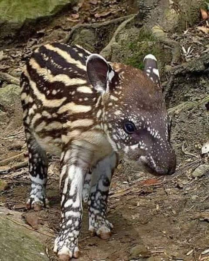 34 coisas incríveis, estranhas, maravilhosas pelo mundo 32