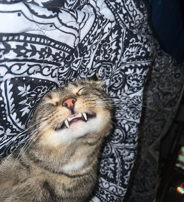 28 dos felinos mais adoráveis ​​​​que foram apresentados neste grupo do Facebook 4