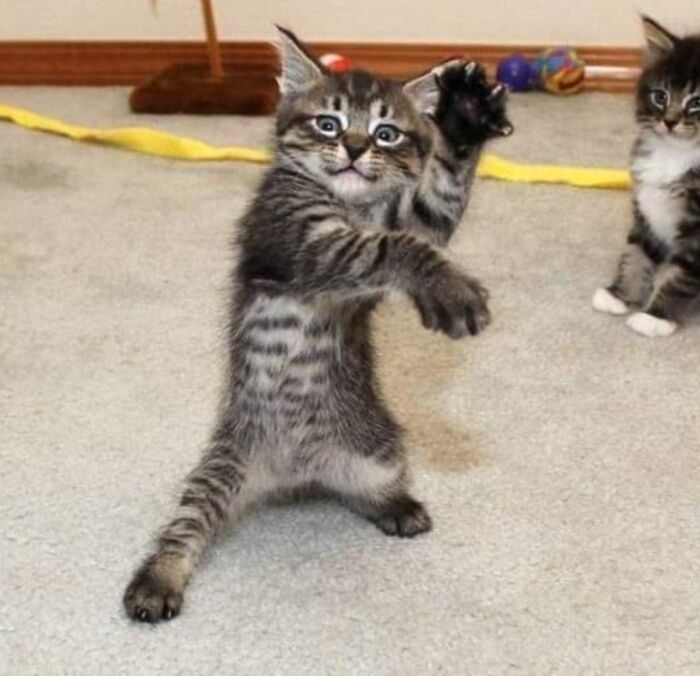 28 dos felinos mais adoráveis ​​​​que foram apresentados neste grupo do Facebook 6