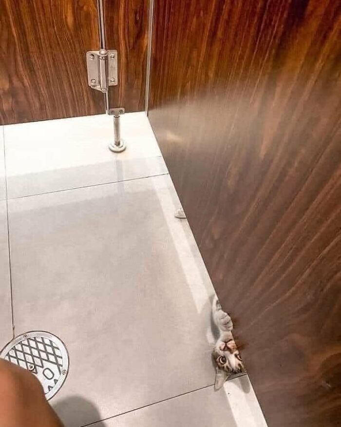 28 dos felinos mais adoráveis ​​​​que foram apresentados neste grupo do Facebook 10