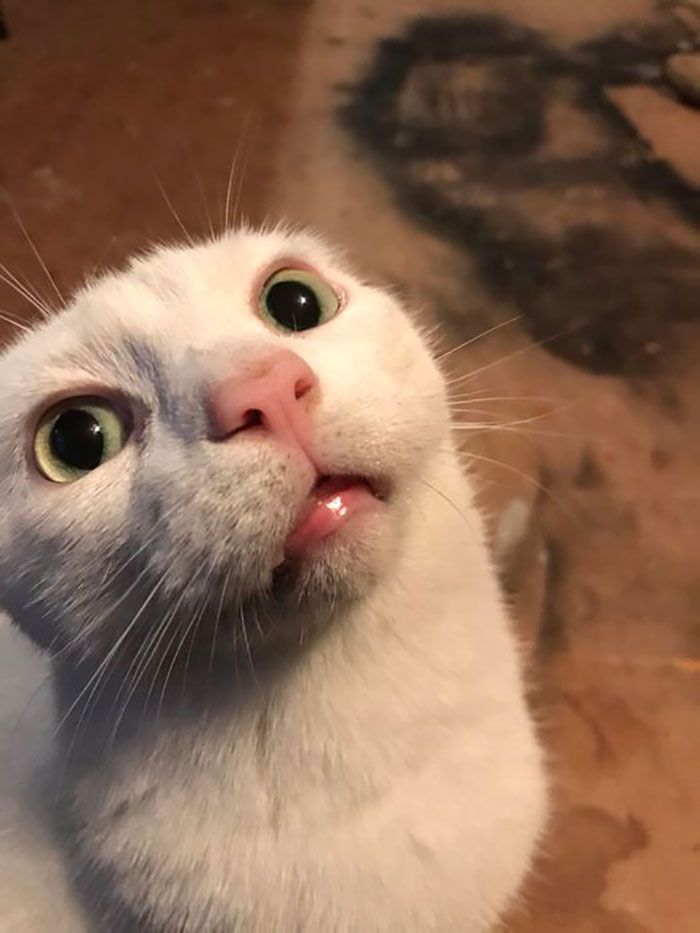 28 dos felinos mais adoráveis ​​​​que foram apresentados neste grupo do Facebook 11