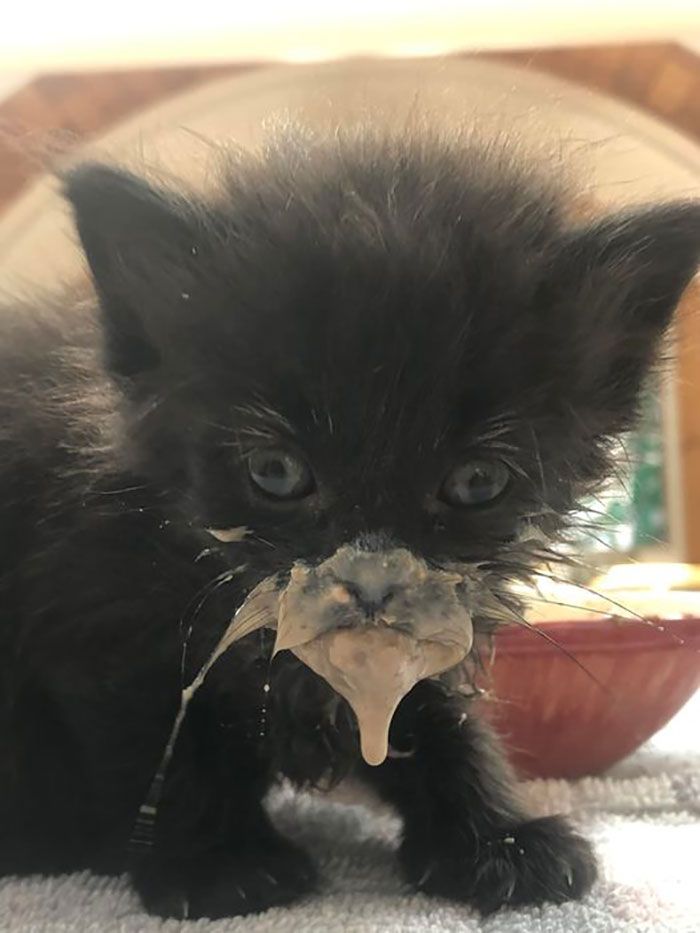 28 dos felinos mais adoráveis ​​​​que foram apresentados neste grupo do Facebook 16