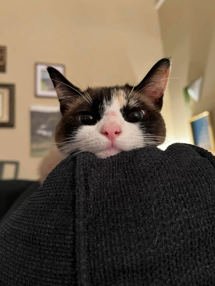 28 dos felinos mais adoráveis ​​​​que foram apresentados neste grupo do Facebook 17