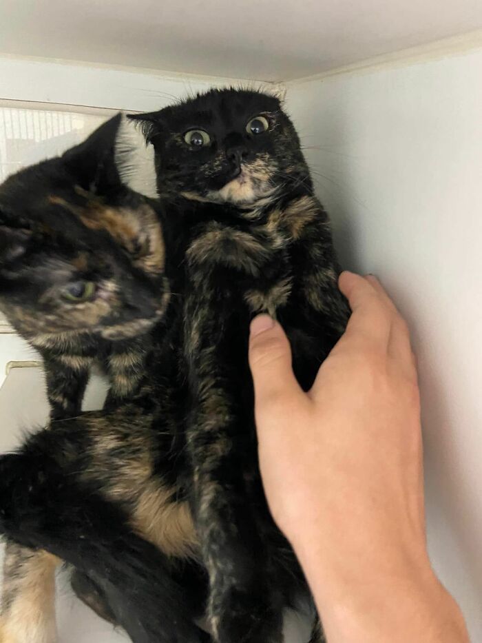 28 dos felinos mais adoráveis ​​​​que foram apresentados neste grupo do Facebook 21