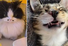 28 dos felinos mais adoráveis ​​​​que foram apresentados neste grupo do Facebook 10