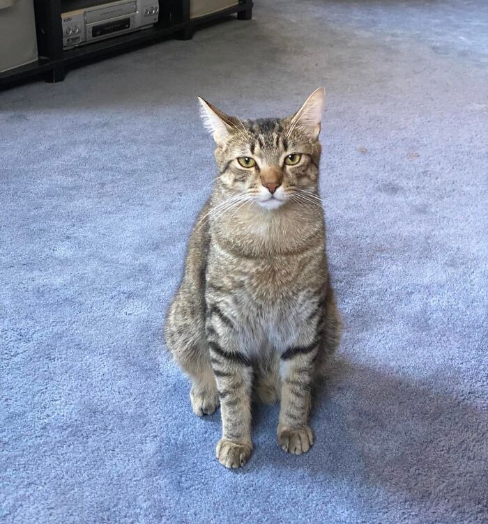 28 dos felinos mais adoráveis ​​​​que foram apresentados neste grupo do Facebook 26