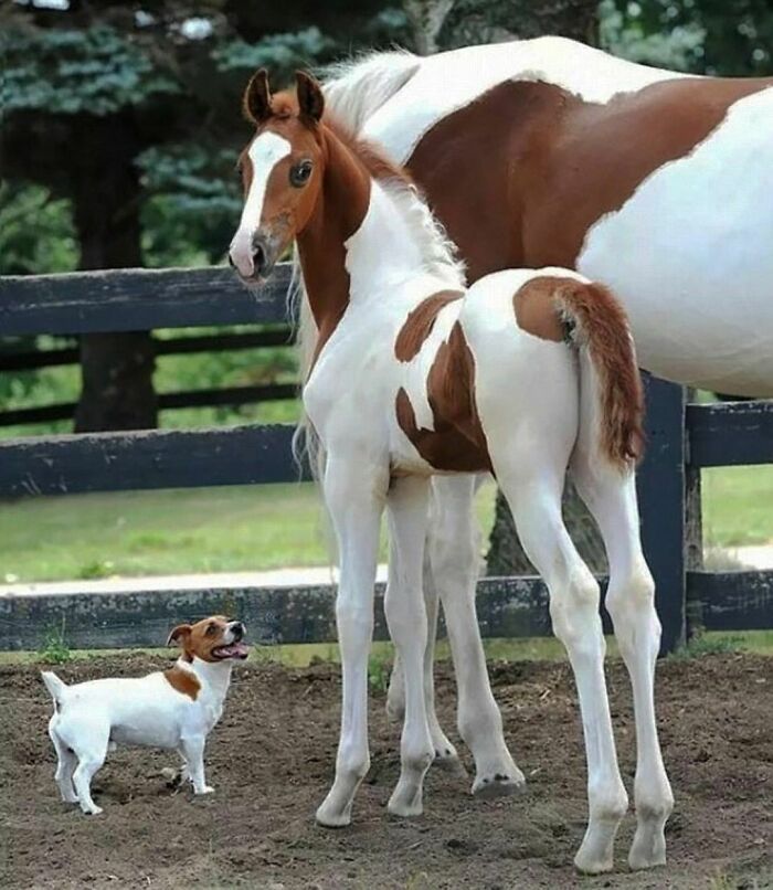 44 fotos de animais sem sentido que coloca duvidas na nossa cabeça 2