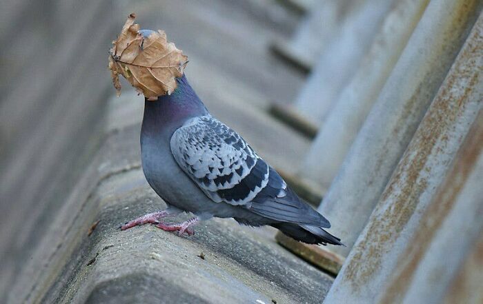 44 fotos de animais sem sentido que coloca duvidas na nossa cabeça 4