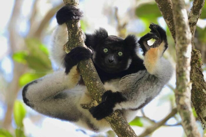 44 fotos de animais sem sentido que coloca duvidas na nossa cabeça 7