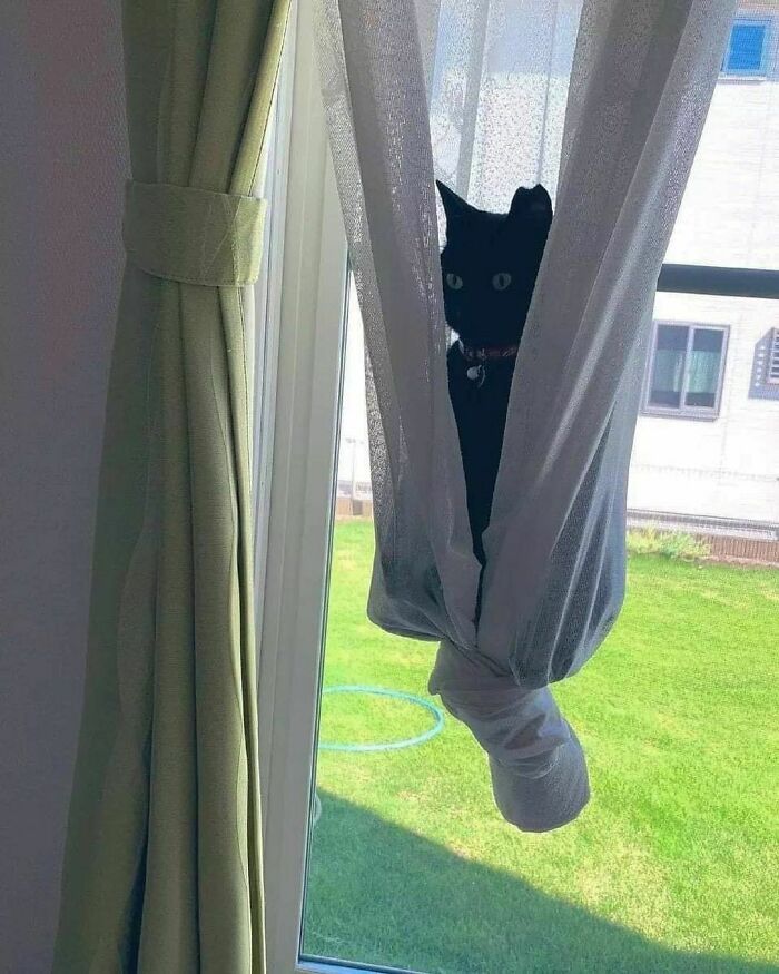 44 fotos de animais sem sentido que coloca duvidas na nossa cabeça 13