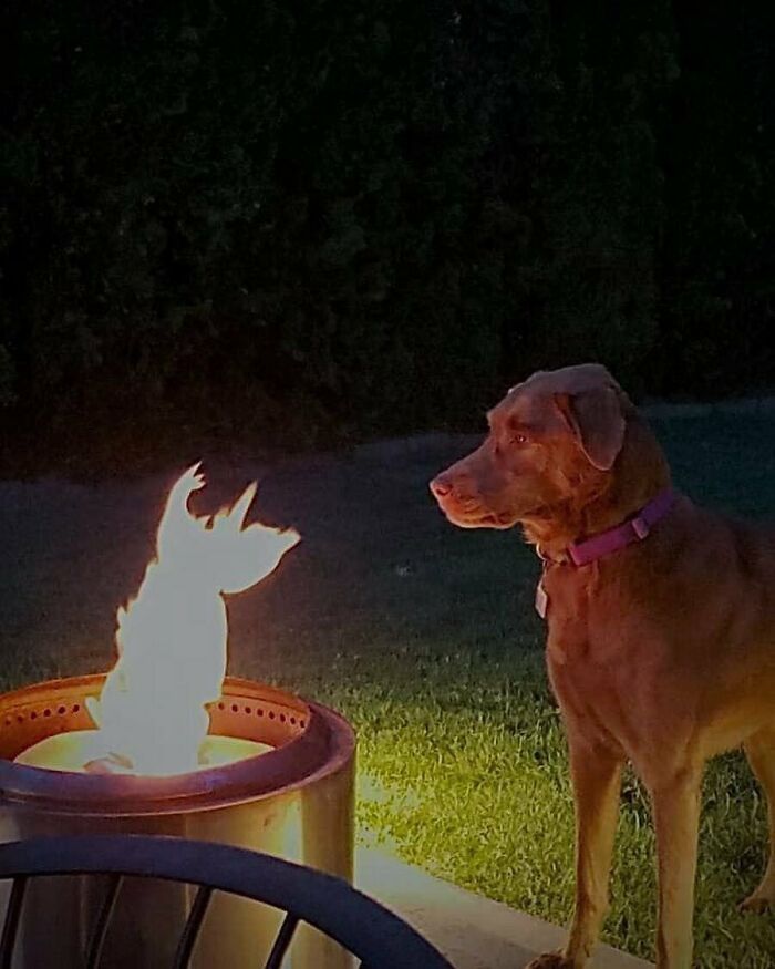 44 fotos de animais sem sentido que coloca duvidas na nossa cabeça 15