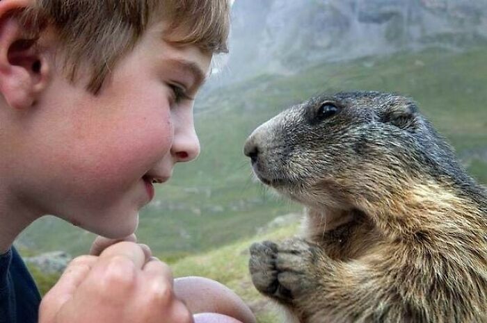 44 fotos de animais sem sentido que coloca duvidas na nossa cabeça 25