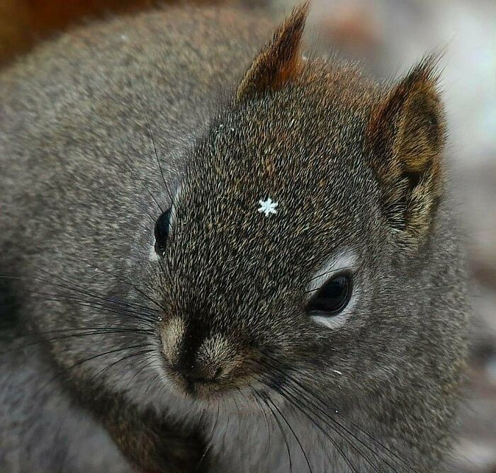 44 fotos de animais sem sentido que coloca duvidas na nossa cabeça 26