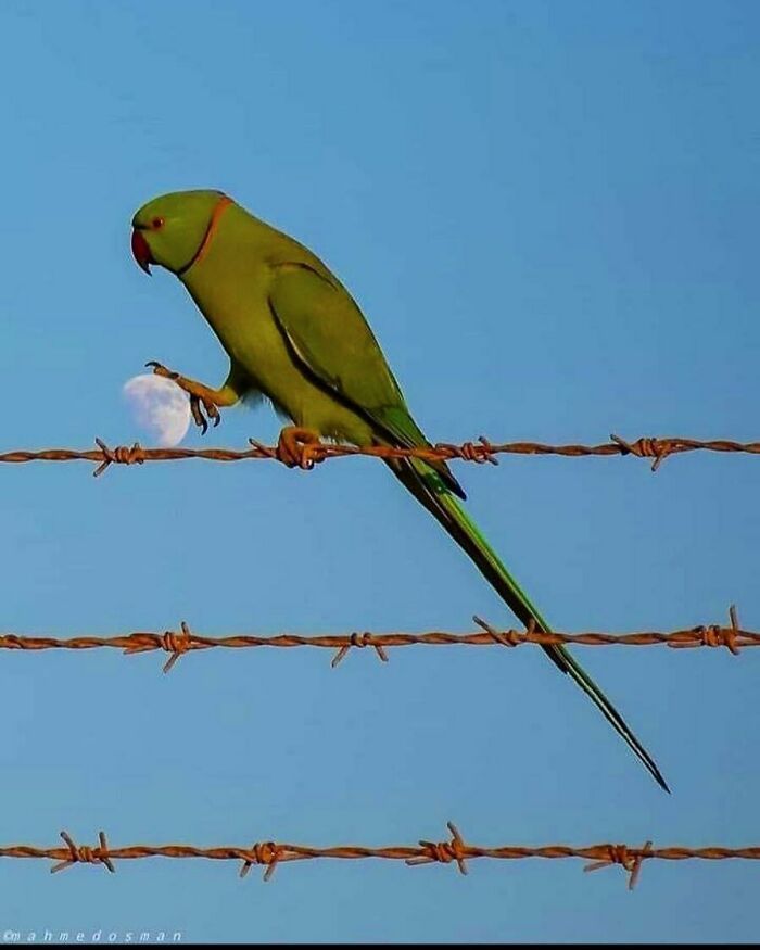 44 fotos de animais sem sentido que coloca duvidas na nossa cabeça 30