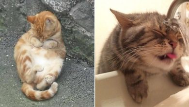 34 fotos sem sentido de gatos que são impossíveis de explicar 45