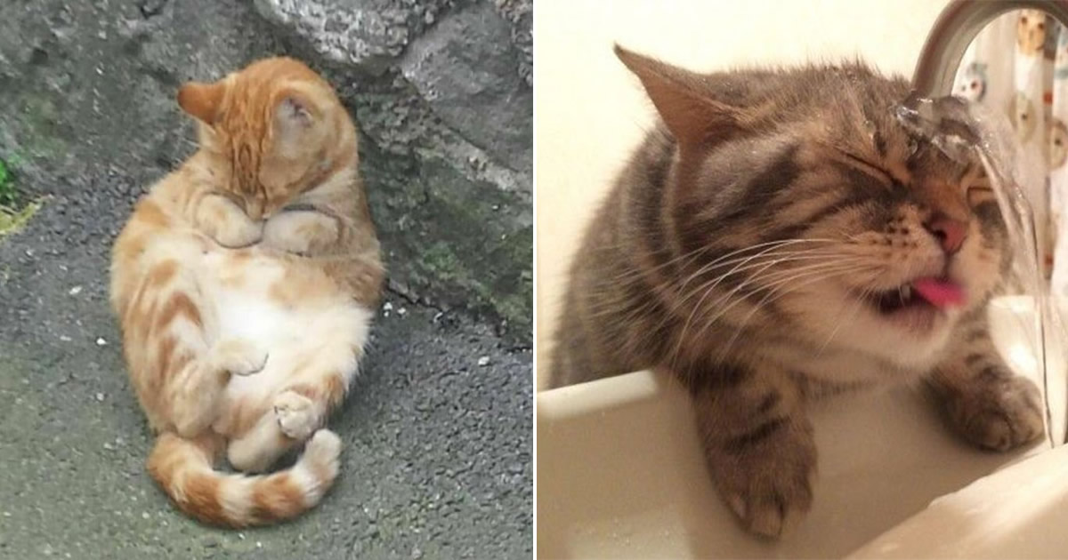 34 fotos sem sentido de gatos que são impossíveis de explicar